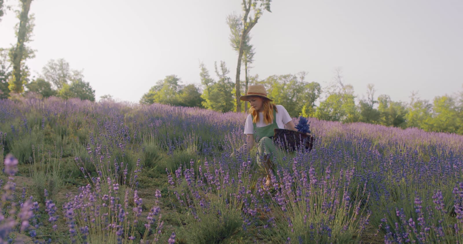 Rows of lavender in flower on the Valensole plateau