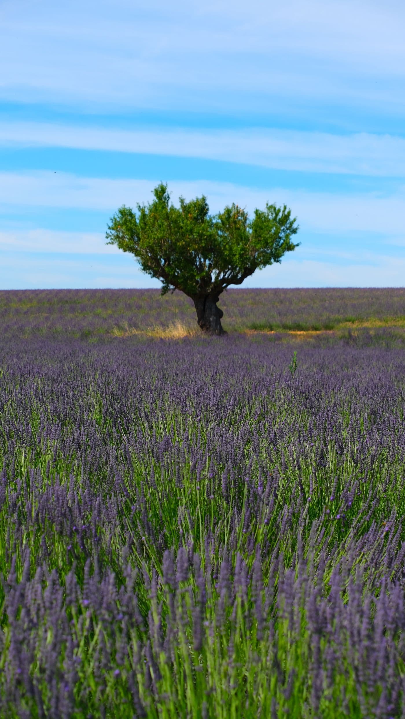 A lone tree among lavender rows
