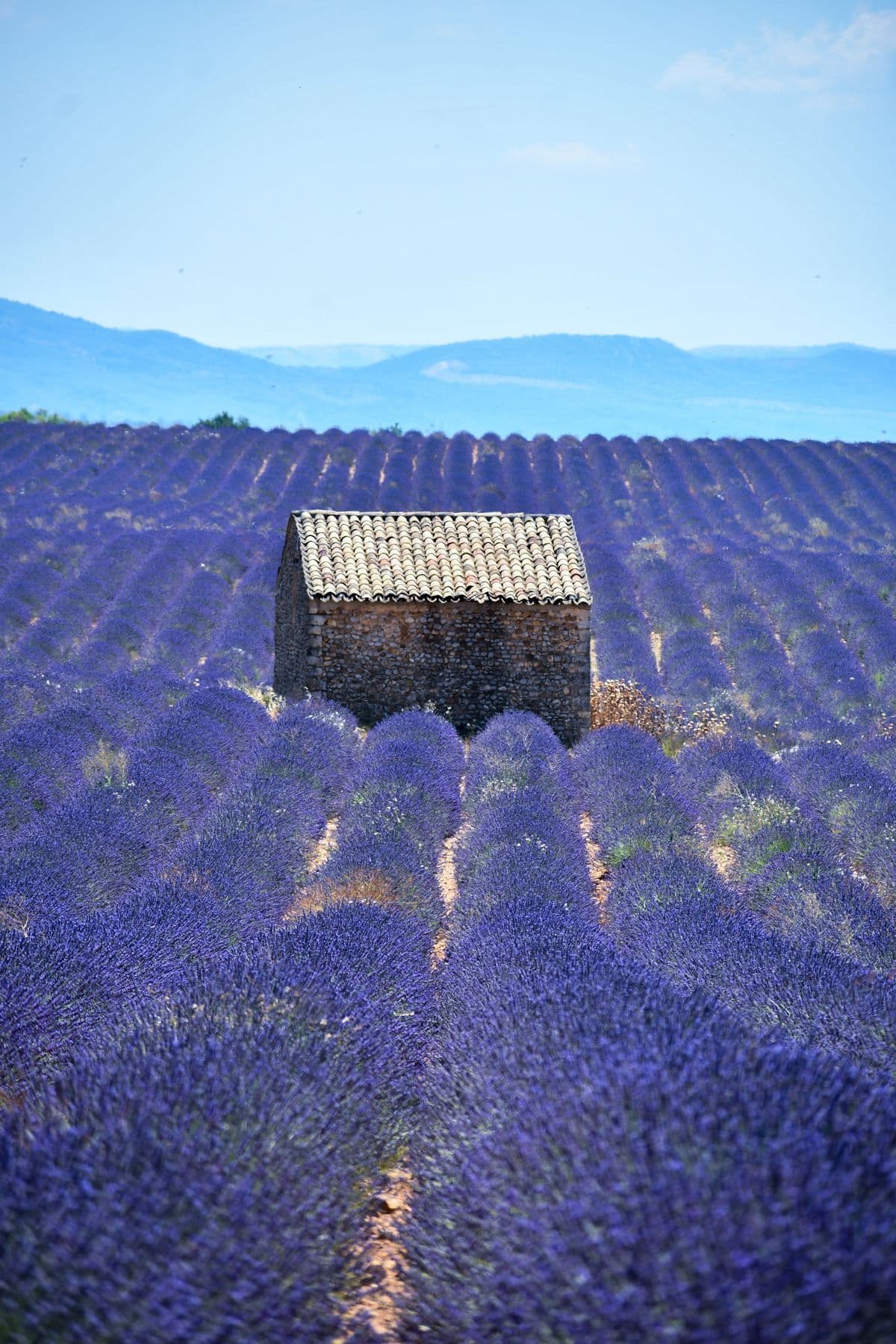 A stone hut at the edge of a lavender field