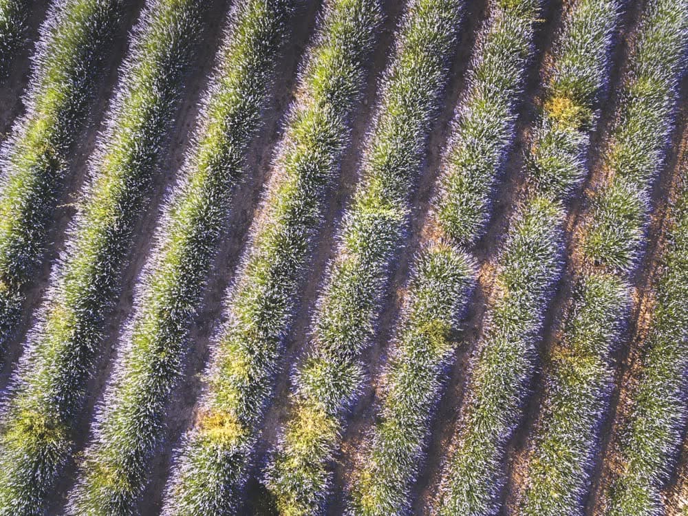Lavender rows on the plateau — row of 12 plants